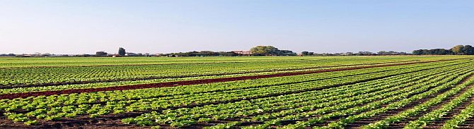 Agriculture
